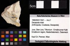 Foto (Objket + Etiketten) von Cracensigillatus acutirostrus (Moericke, 1889) 